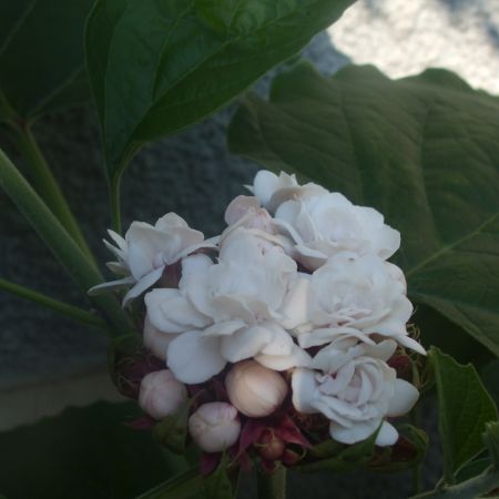 Clerodendron philippinum